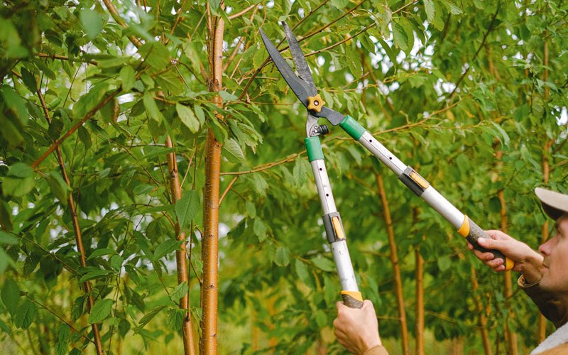 Tree trimming in Carlstadt, NJ